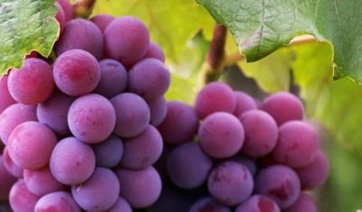 Commande de vins printemps 2026